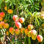 Mango Agriculture Practices with dFarm: How to Unlock Agriculture Potential in India