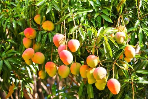 Read more about the article Mango Agriculture Practices with dFarm: How to Unlock Agriculture Potential in India